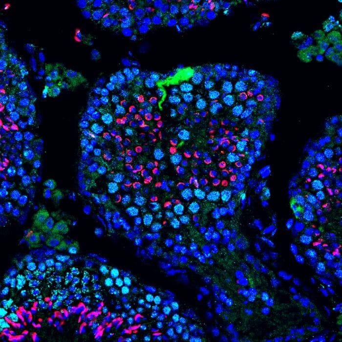 Una terapia molecolare ha ripristinato la fertilità nei topi