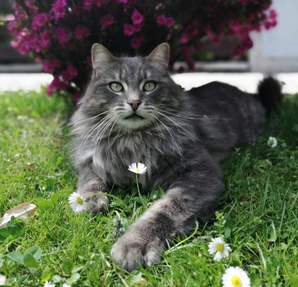 Rudy, il gatto ucciso a fucliate a Novate Mezzola