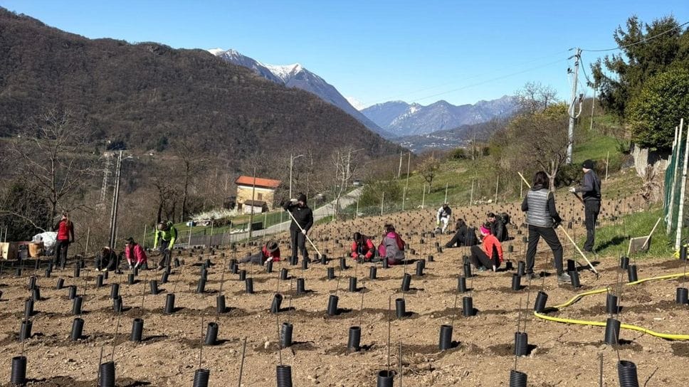 A Vendrogno il vigneto eroico degli studenti