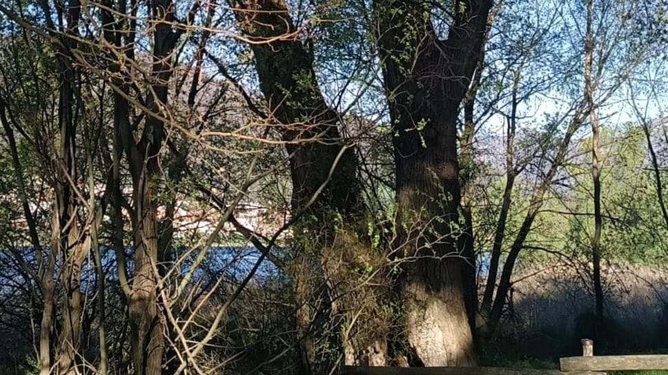 Il pioppo del Lavello è un albero monumentale