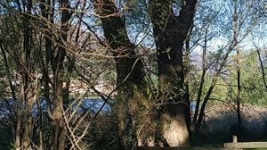 Il pioppo del Lavello è un albero monumentale