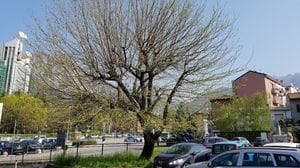 Lecco, l’appello dell’agronomo per la città: «Rinfoltite il patrimonio arboreo»