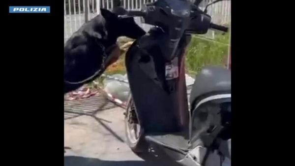 Immagine per italpress-4yM7