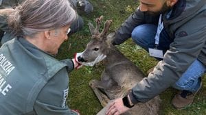 Olginate, salvato capriolo rimasto incastrato in una cancellata