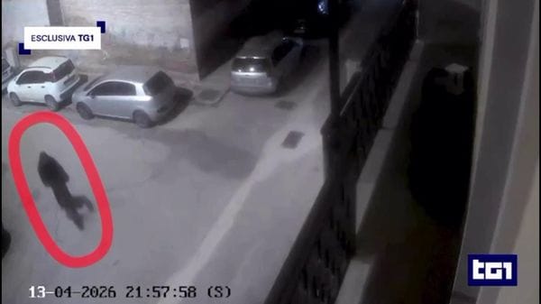 Immagine per italpress-5zm8