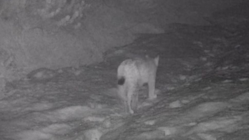 Avvistata una lince al Parco dello Stelvio