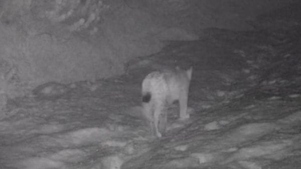 Avvistata una lince al Parco dello Stelvio