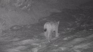 Avvistata una lince al Parco dello Stelvio
