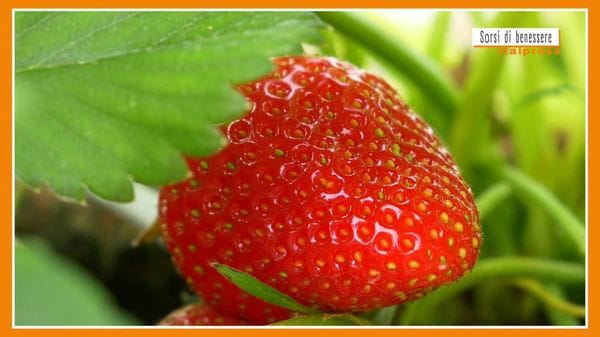 Immagine per italpress-AYB3