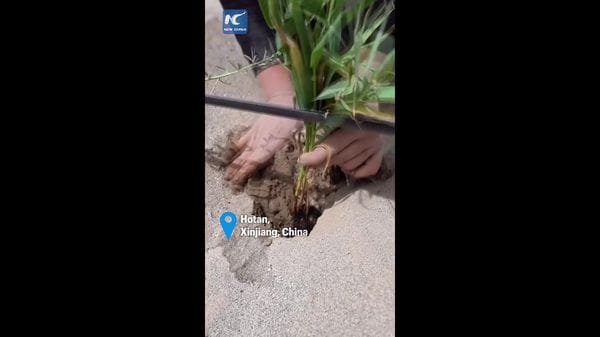 Immagine per italpress-ELRv