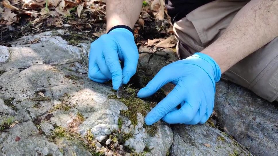 Roccia incisa a Ponte in Valtellina: gli studenti di Brera la restaurano con metodi naturali