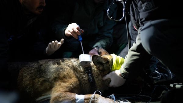 Parco dello Stelvio, nuova cattura di una lupa per il monitoraggio