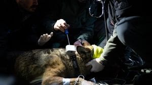 Parco dello Stelvio, nuova cattura di una lupa per il monitoraggio