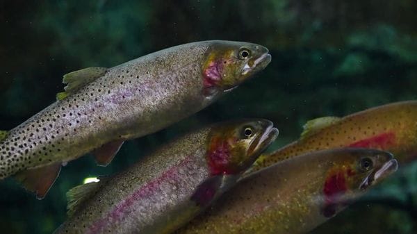 Immagine per italpress-YDy0