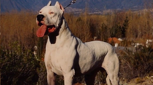 Tragedia di Trivigno: l’Oipa rilancia il patentino per cani impegnativi