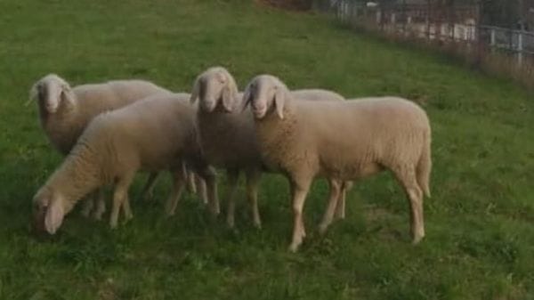 Albosaggia, la pecora uccisa: Non è stato un orso, ma un cane libero