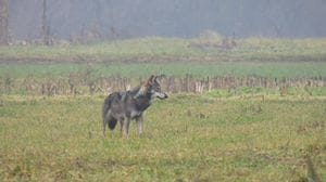 Avvistato un lupo vicino Castione Andevenno: allerta del Comune