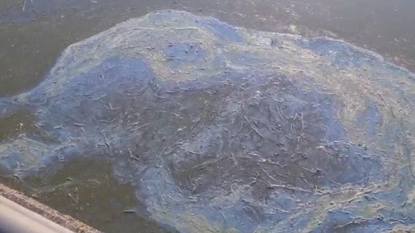 Lago di Annone, allarme mucillagine e pesci morti: cittadini in rivolta