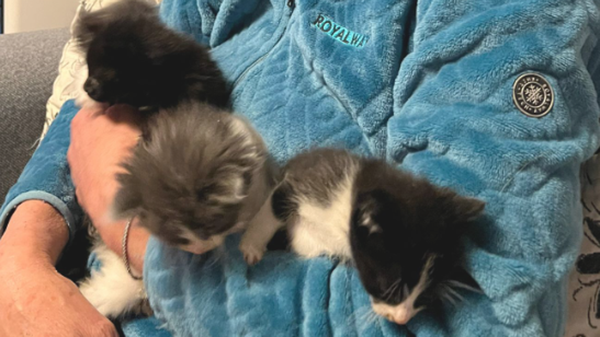 Titti Marveggio, la “mamma” dei gattini: arriva il diploma da balia felina