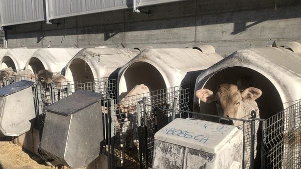 Villa di Tirano: tecnologia e benessere nella stalla