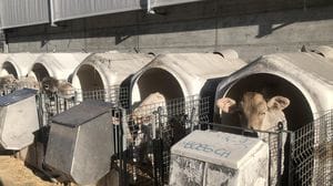 Villa di Tirano: tecnologia e benessere nella stalla