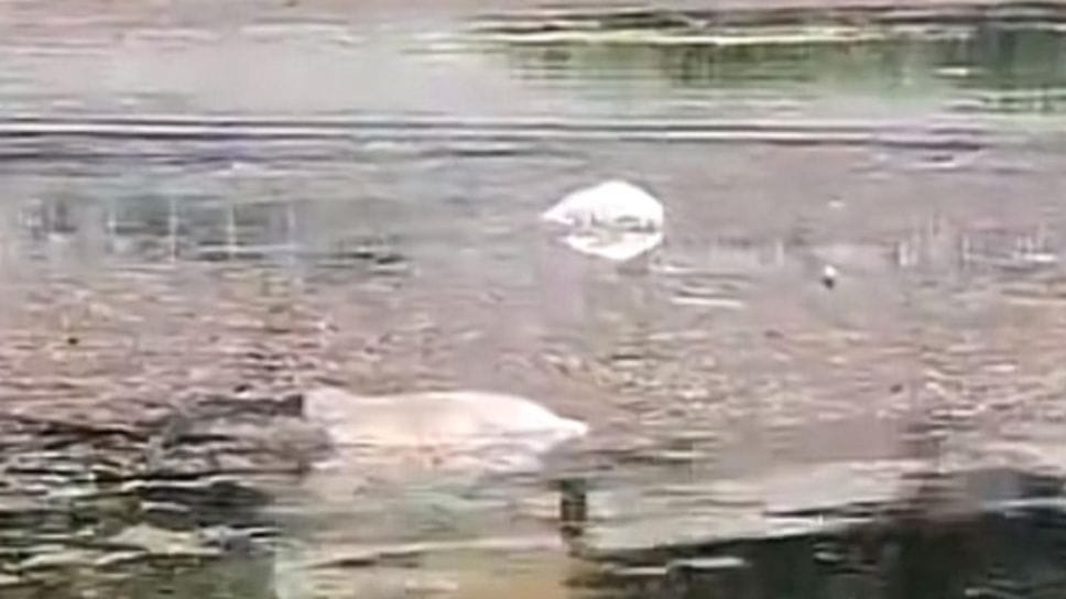 Civate: tre cigni morti sul lago. «Li ha uccisi un esemplare adulto»
