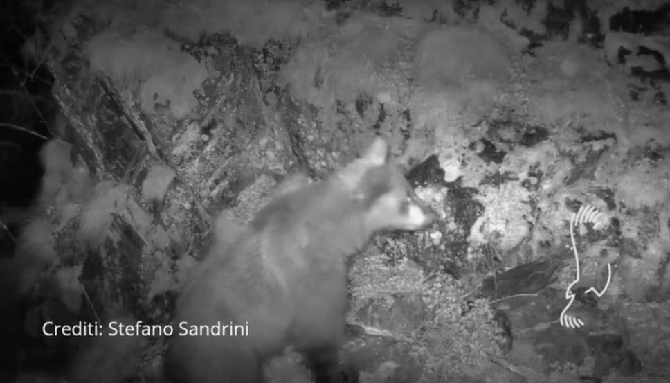Valposchiavo: l’orso bruno torna a girare, ci sono le foto