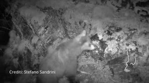 Valposchiavo: l’orso bruno torna a girare, ci sono le foto