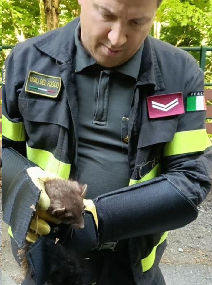 Barzio, i vigili del fuoco salvano un furetto intrappolato in un tombino