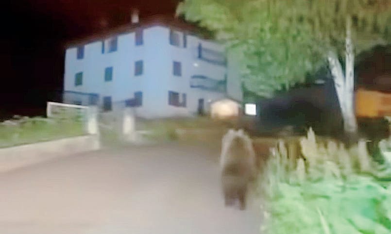 Il Parco dello Stelvio sull’orso inseguito a Oga: «Comportamento sbagliato»