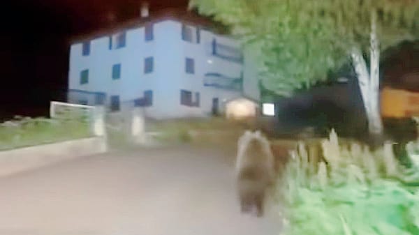 Il Parco dello Stelvio sull’orso inseguito a Oga: «Comportamento sbagliato»