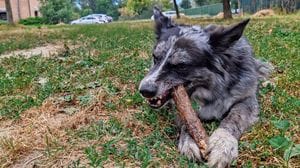 Ballabio attiva il soccorso veterinario gratuito h24 per gli animali domestici