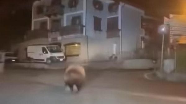 Orso seguito e filmato a Oga, Brambilla attacca: «Comportamento gravissimo, va punito»