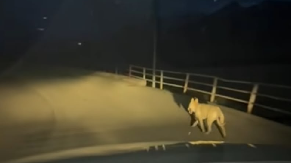 Dopo l’orso, anche il lupo: nuovo avvistamento notturno in Valdisotto