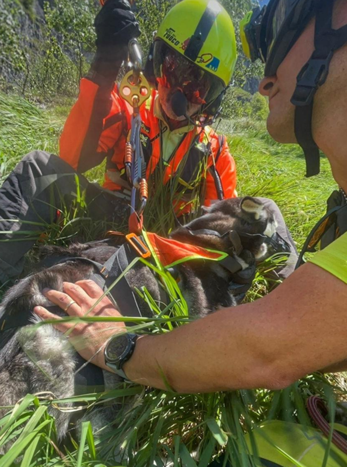 Piani d’Erna, recuperati sani e salvi i due husky Kaya e Maina