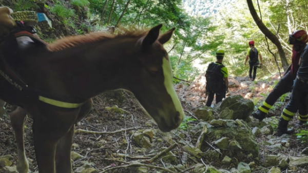 Precipita in una scarpata, puledro nato da un giorno salvato con l’elicottero