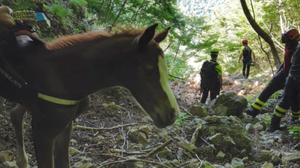 Precipita in una scarpata, puledro nato da un giorno salvato con l’elicottero