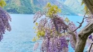 Varenna: ore di coda per un selfie sotto il glicine di Villa Cipressi