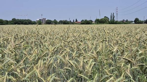 Immagine per italpress-LpP4