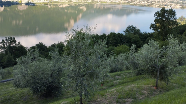 L’olivicoltura lariana guarda avanti: Lecco e altri Comuni verso la DOP Laghi Lombardi