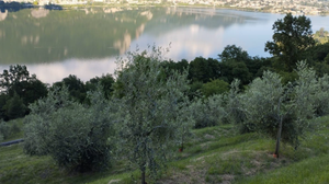 L’olivicoltura lariana guarda avanti: Lecco e altri Comuni verso la DOP Laghi Lombardi