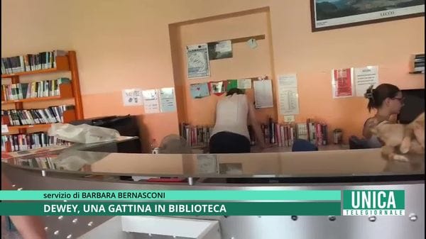 Dewey, una gattina in biblioteca