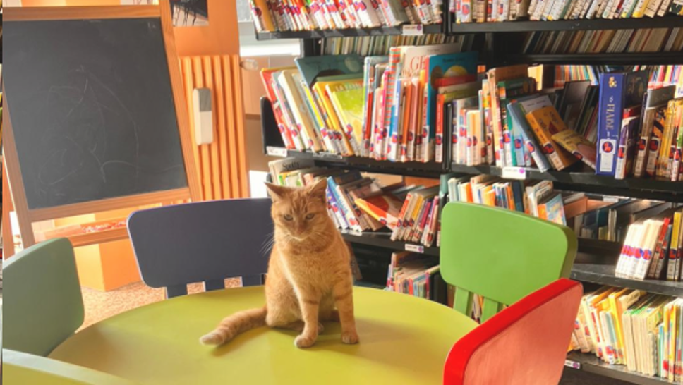 Valgreghentino, la gattina Dewey mascotte dei lettori