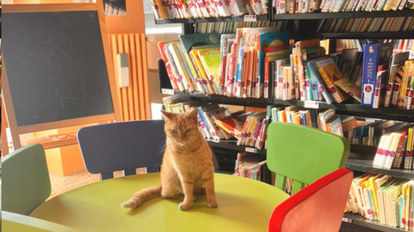 Valgreghentino, la gattina Dewey mascotte dei lettori