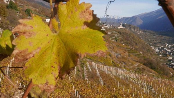 Anche i grappoli si scottano: caldo e sole mettono a dura prova i vigneti