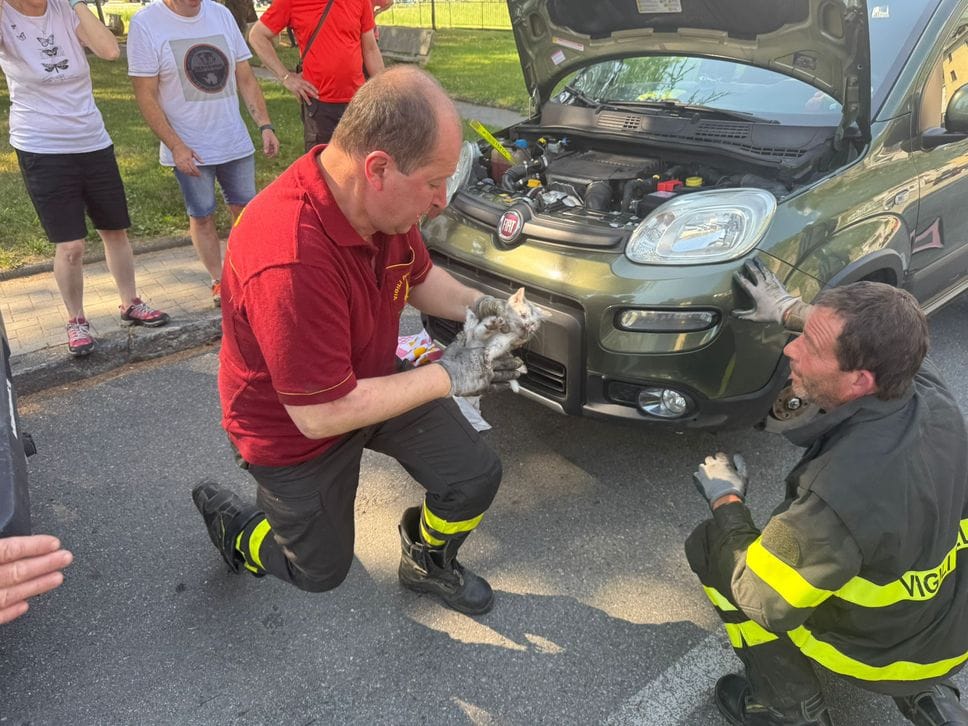 Grosio, salvato un gattino intrappolato nel motore di una Panda