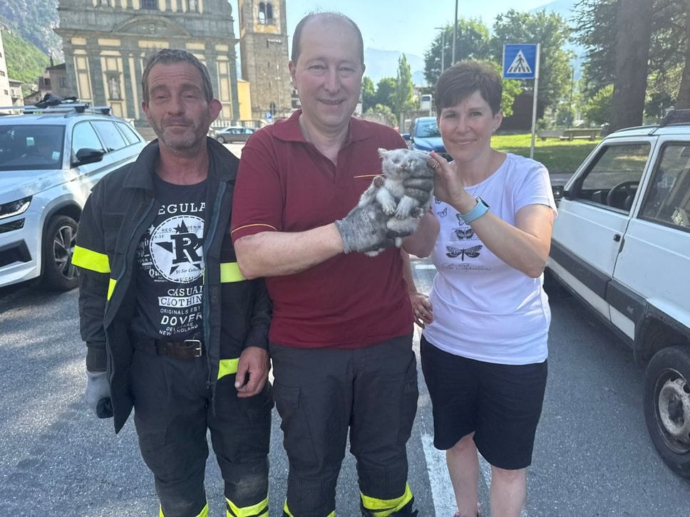 Grosio, salvato un gattino intrappolato nel motore di una Panda