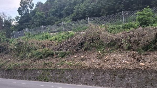 Olginate: rami e tronchi caduti sulla strada dopo i lavori