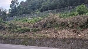 Olginate: rami e tronchi caduti sulla strada dopo i lavori
