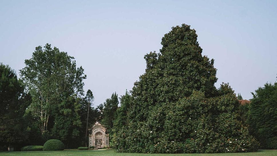 Che monumento la magnolia di Merate